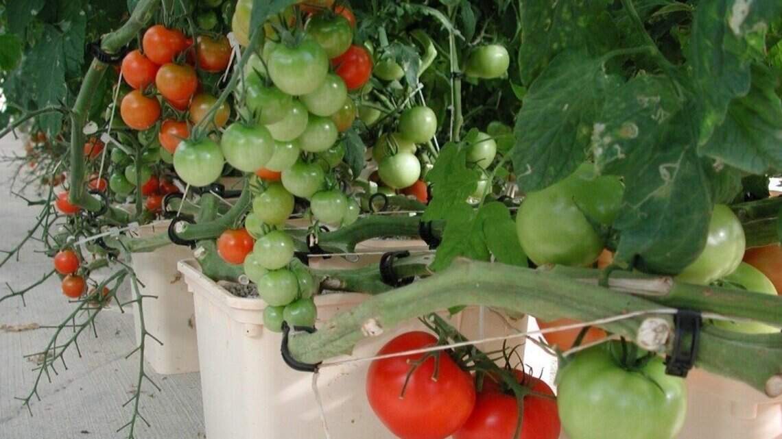 Want some variety in your tomato harvest? Here’s what to look for