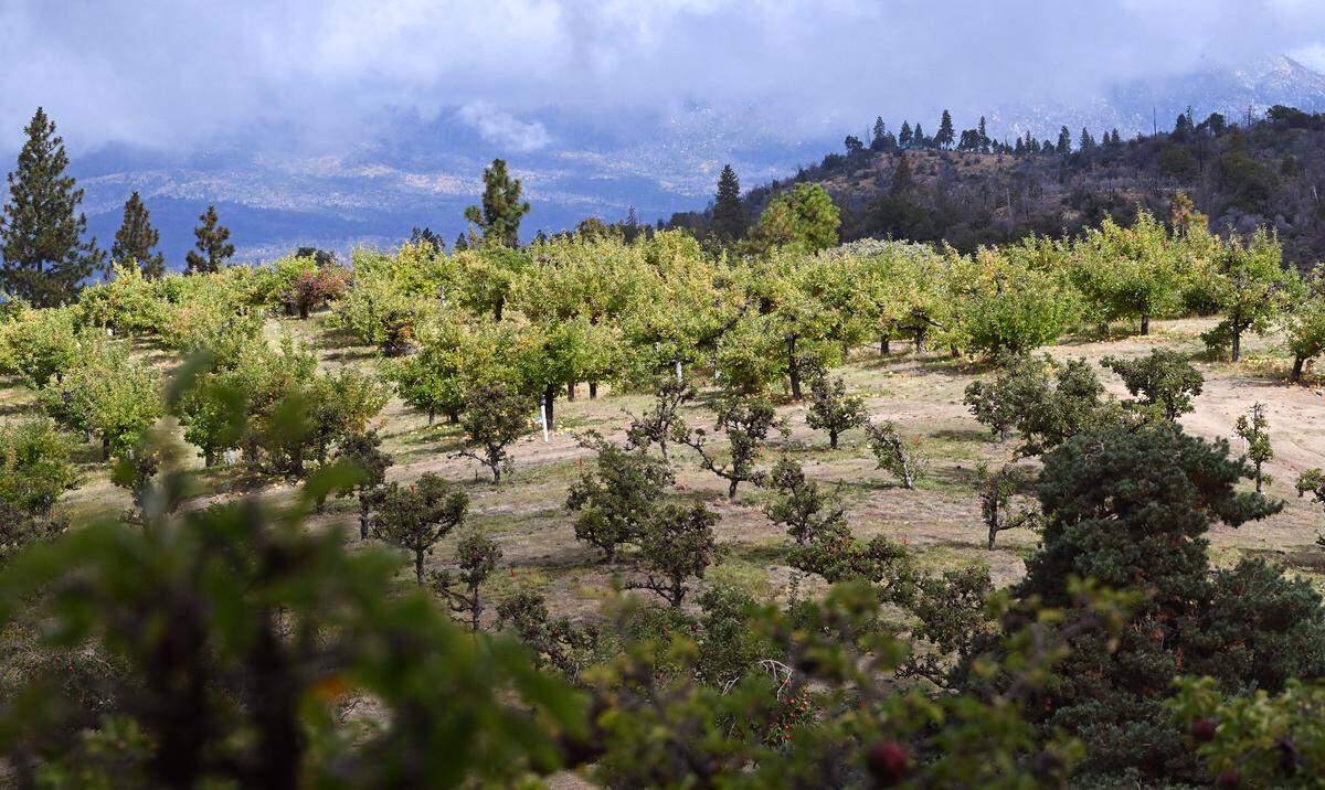 Apple orchards are seen on the hill top at The Orchard at Meadow Lakes located along Auberry Road between Auberry and Shaver Lake Friday, Oct. 3, 2025 near Auberry. The Orchard at Meadow Lakes offers you-pick apples.