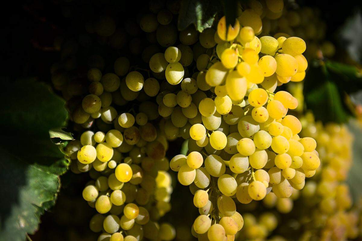 Raisin grapes ripen on a vine where Judit Garcia works to prune the canes in Fresno County on Monday, Aug. 20, 2019.