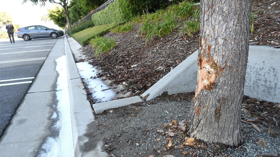 Firefighting foam pools in a gutter next to a scarred tree where the car of a fatal shooting victim, who died on the scene, reportedly came to rest in the parking lot of the Palazzo at Campus Pointe student housing complex shortly after midnight Tuesday, July 6, 2021.