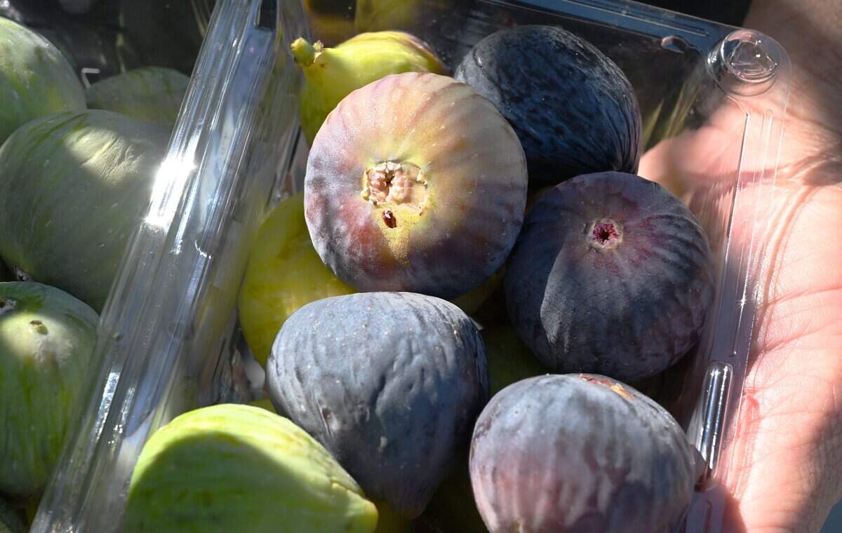 Brian Melton holds a box of figs for sale at his home Wednesday, Aug. 13, 2025 in Fresno. Melton has cultivated a following on social media selling ripe packaged figs of various varieties from his front porch. 