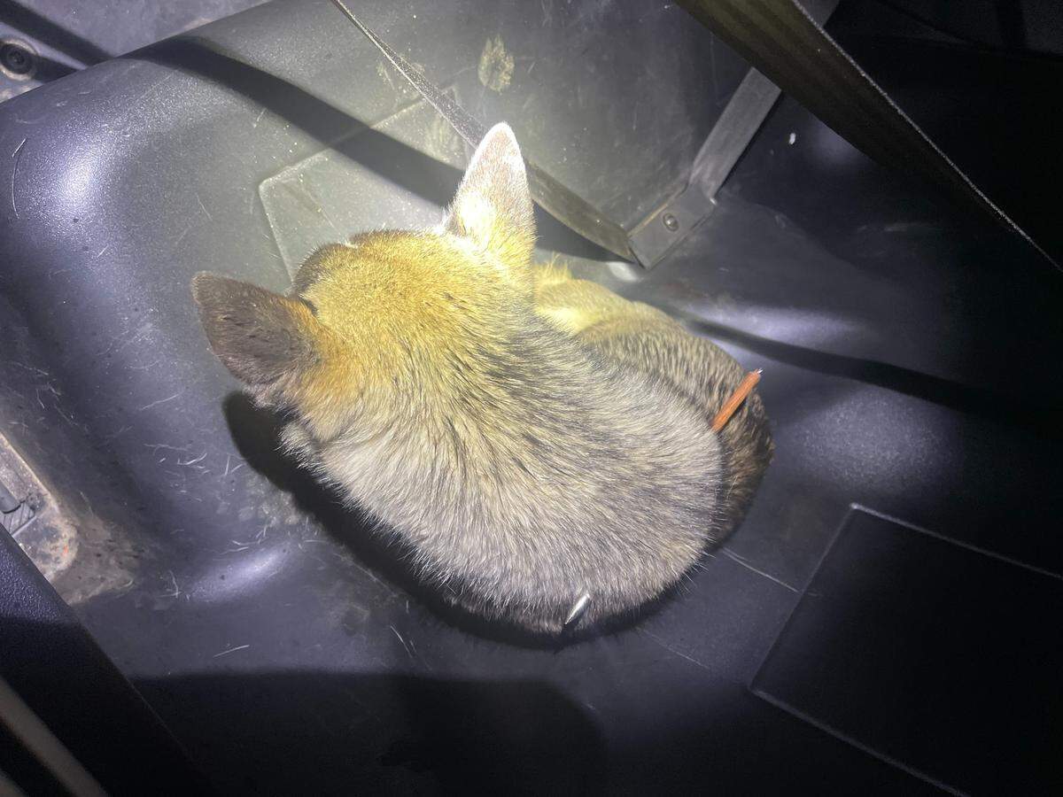 Tulare County sheriff’s detectives arrested a 51-year-old man on a felony animal cruelty charge after shooting a dog with a bow and arrow in Orosi.