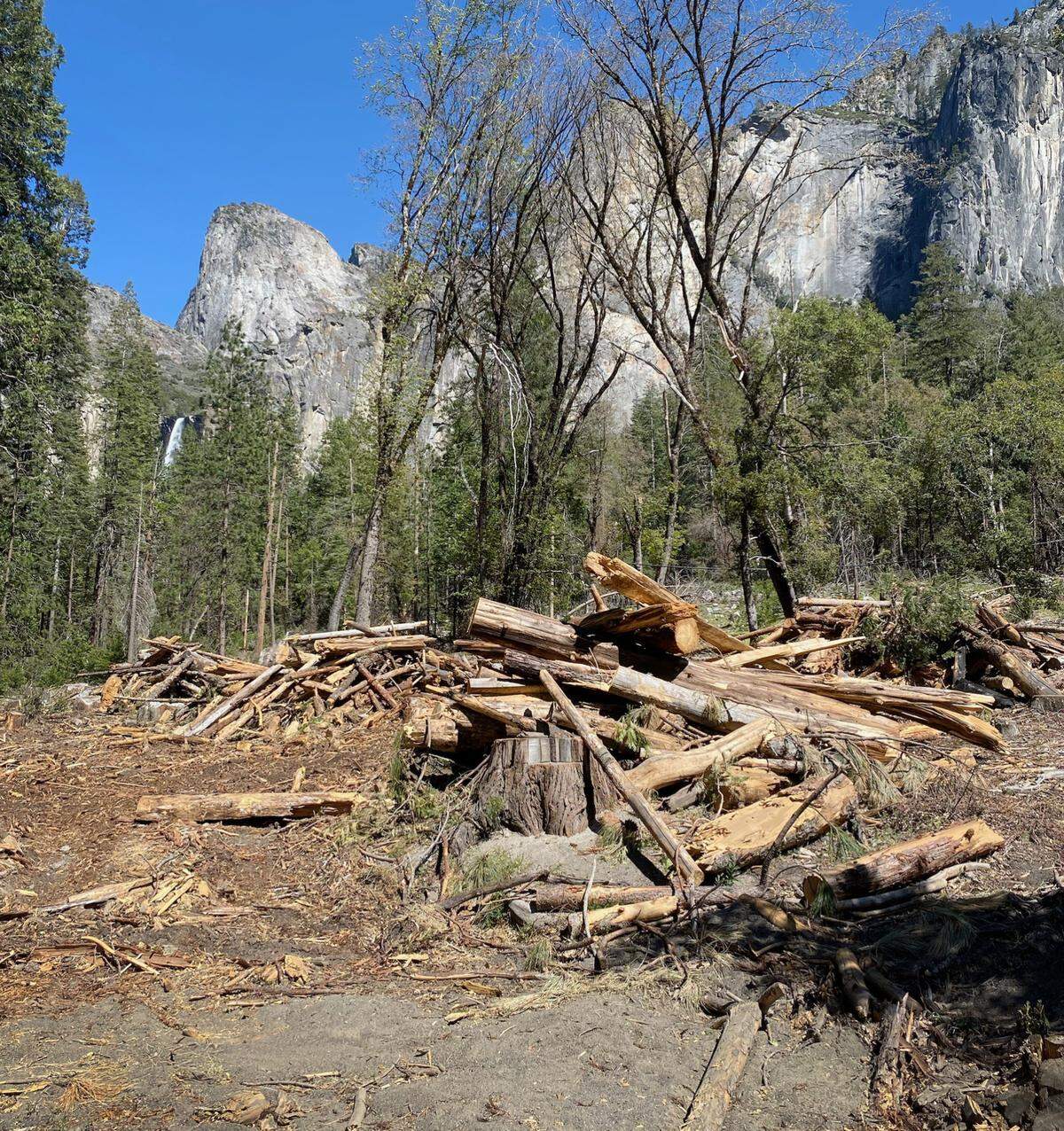 More trees cut down in Yosemite Valley.