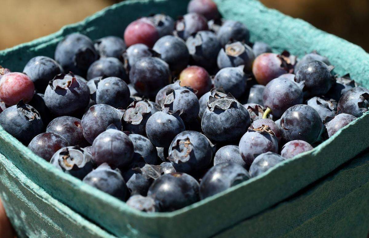 Freshly picked blueberries at the Sumner Peck Ranch, which is open to the public for picking, as part of the San Joaquin River Parkway & Conservation Trust.