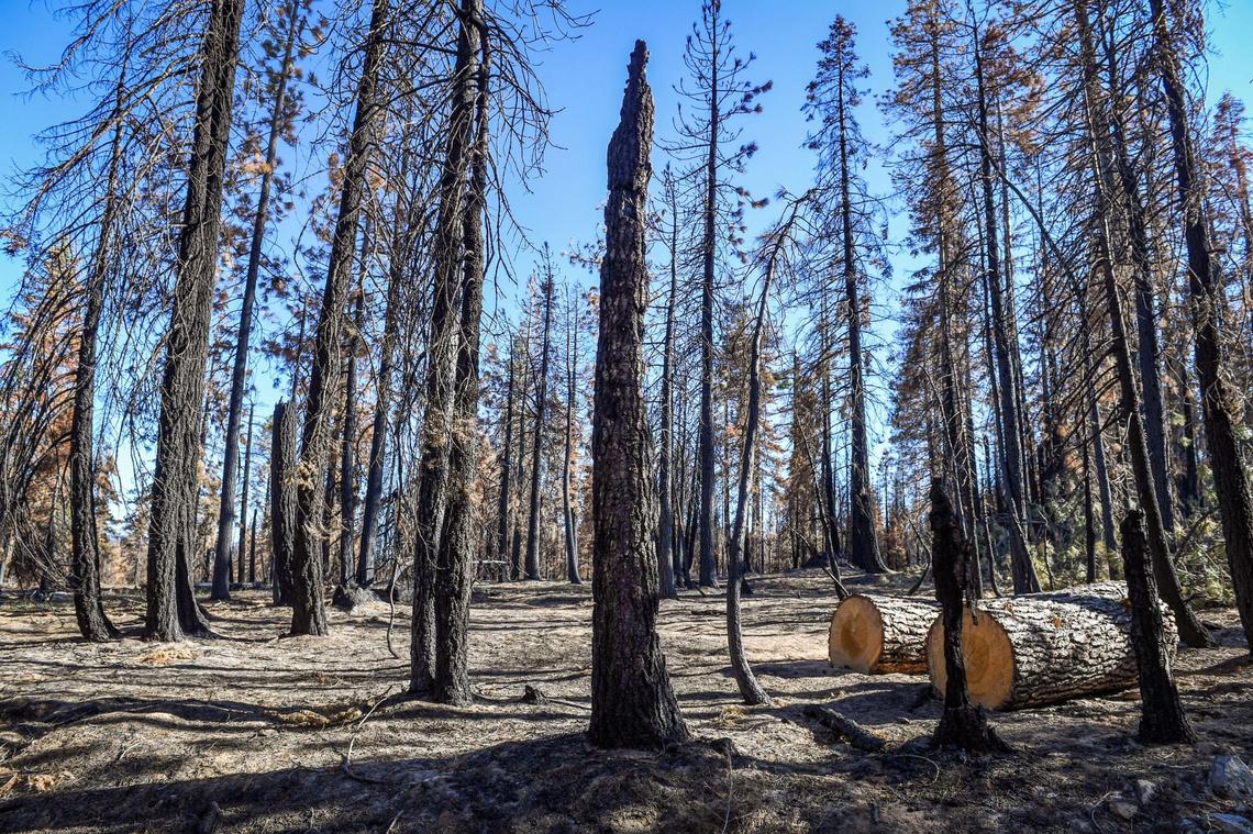 Blackened forest trees from the Creek Fire are shown near the Minarets Pack Station on Friday, June 11, 2021. Although there was some damage from the fire and recent Mono wind events, the pack station will be open for business this summer, the owners say.