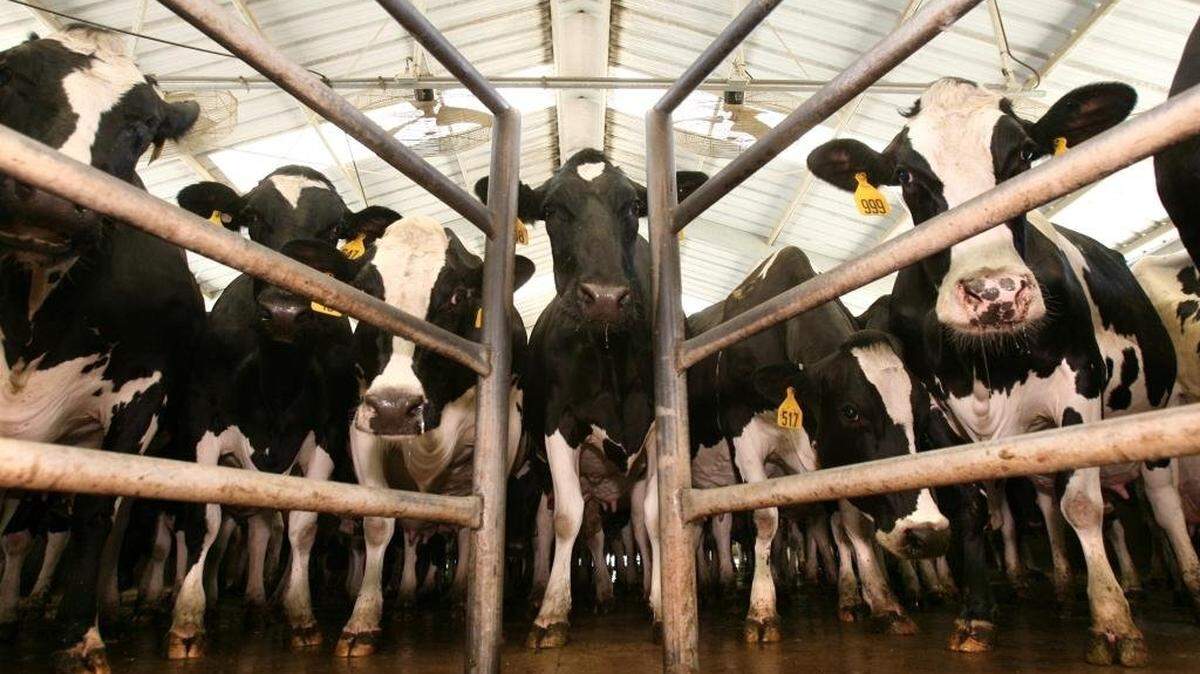 Holstein dairy cows wait to be milked in Tulare.