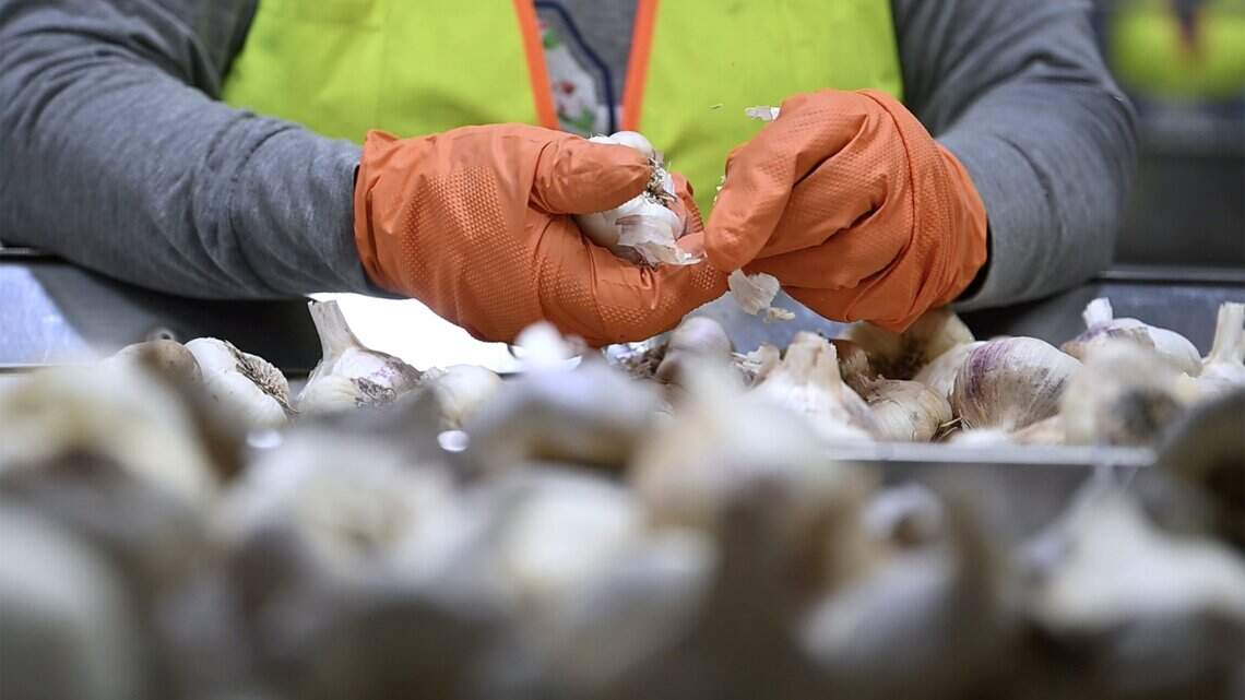Top Stories: Garlic city; Fresno grand jury probes school payouts; Clovis murder trial