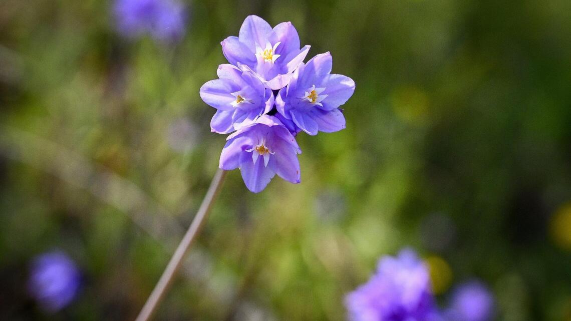 California’s wildflower superbloom explodes in the Sierra Nevada foothills. See the photos