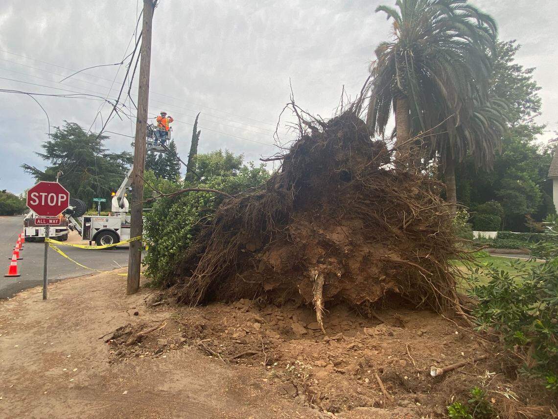 A large tree fell Wednesday morning, June 22, 2022 at Holland and Maroa avenues in Fresno, California, as a summer storm swept into the region.