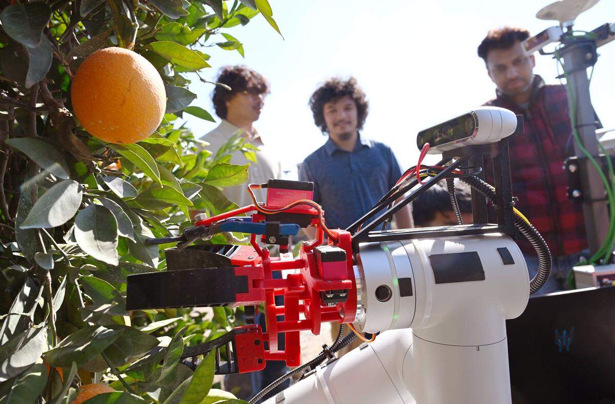 Fresno State engineering students test a robot picking oranges as part of the citrus harvester project in an orchard on Fresno State property Friday, Feb. 13, 2026 in Fresno.