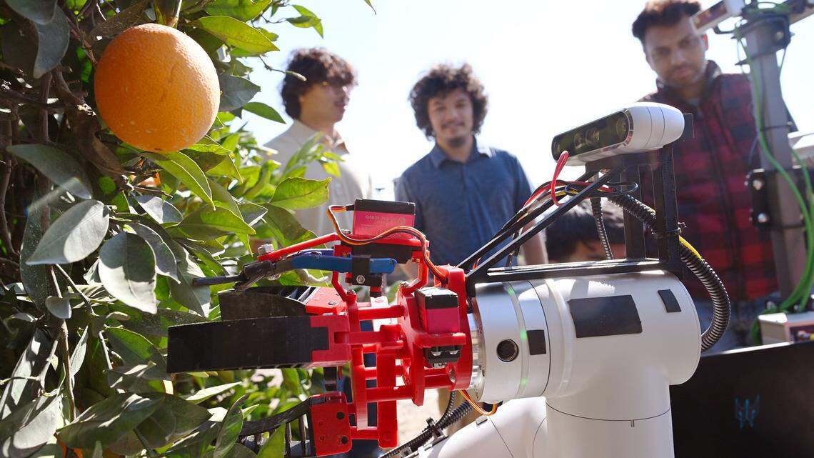 Big ag shows interest in Fresno State’s robot harvester. ‘This could be a game changer’