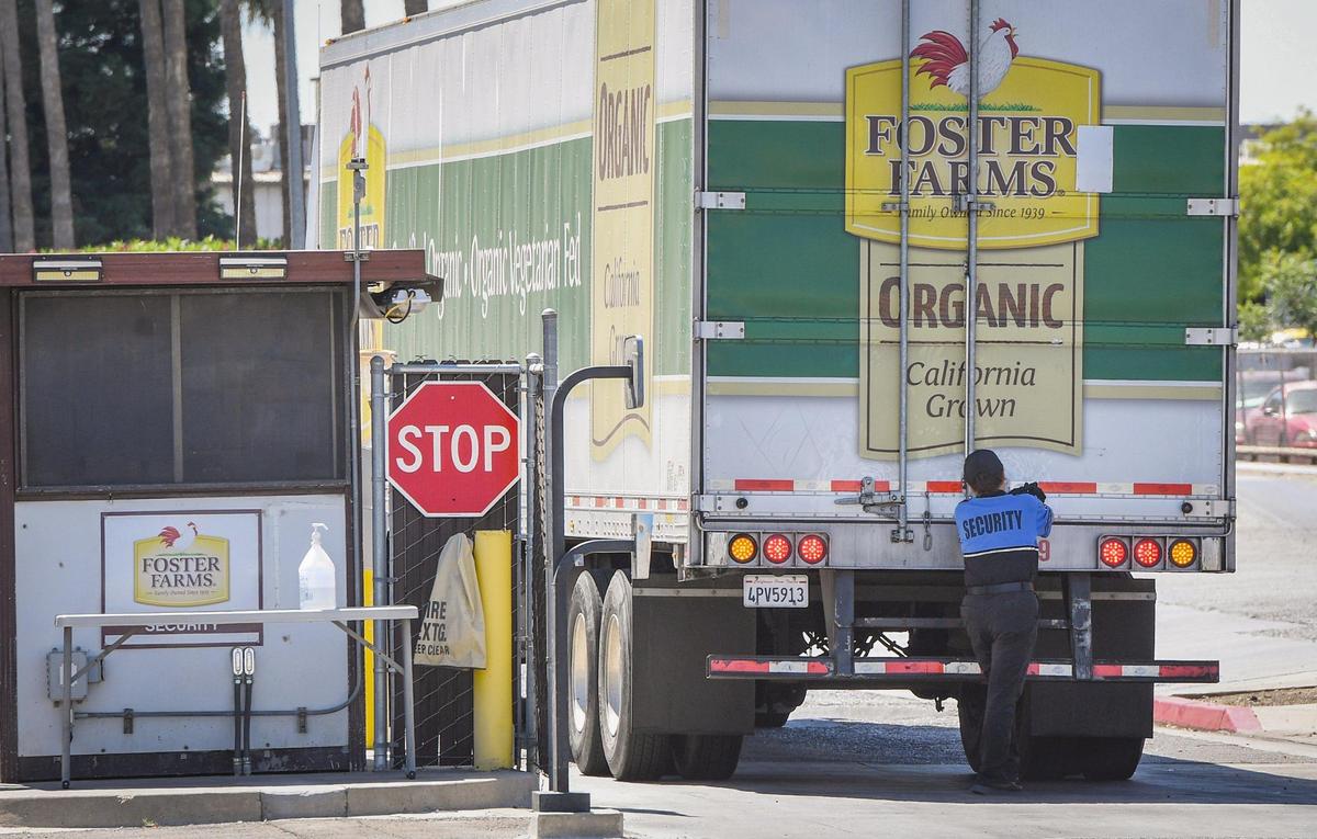 A security guard checks the back doors of a truck at the gate at the Foster Farms Cherry Avenue facility in Fresno on Wednesday, May 26, 2021.
