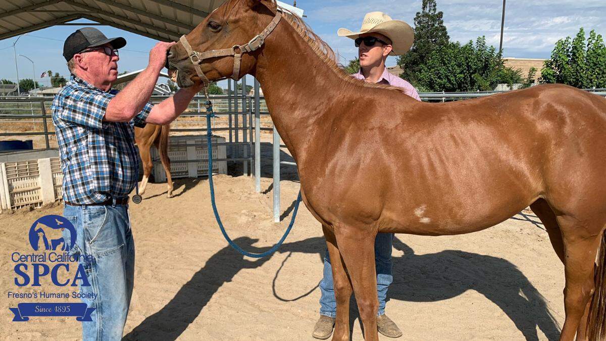 The Central Valley SPCA is taking care of four horse that were believed to have been neglected.