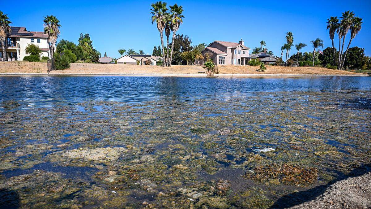 Algae grows in one of the ponds in the Greenhills Estates community in east Chowchilla. A dispute between the community's home owners association and water resource council has led to the water being shut off to the ponds causing the algae blooms and mass fish die-off.