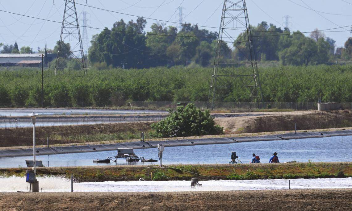 Sanger’s industrial waste water treatment plant is seen Thursday, April 3, 3025 just outside of Sanger. The City of Sanger is now working with Pitman Farms in implementing new standards for water usage and treatment.