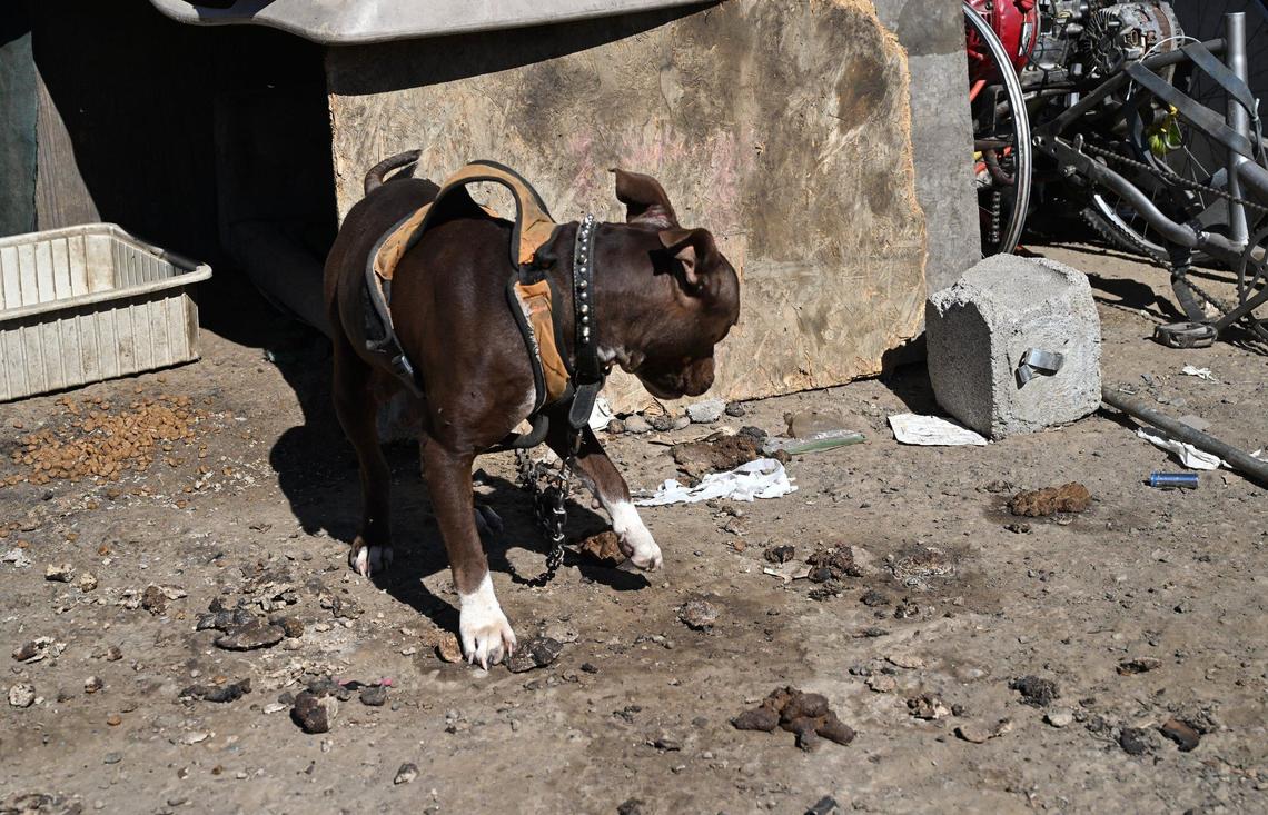 A chained dog is seen among piles of feces as we look inside the City of Tulare’s temporary encampment located at the south end of town Tuesday, Sept. 10, 2024.