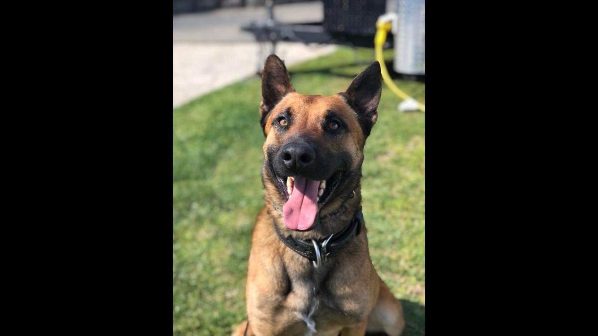 A new Fresno Police Department K-9 officer has been named Nick in honor of Nick Kauls, a San Joaquin Memoral High School teen killed in 2018, according to a Facebook post from Tuesday, March 8, 2022.