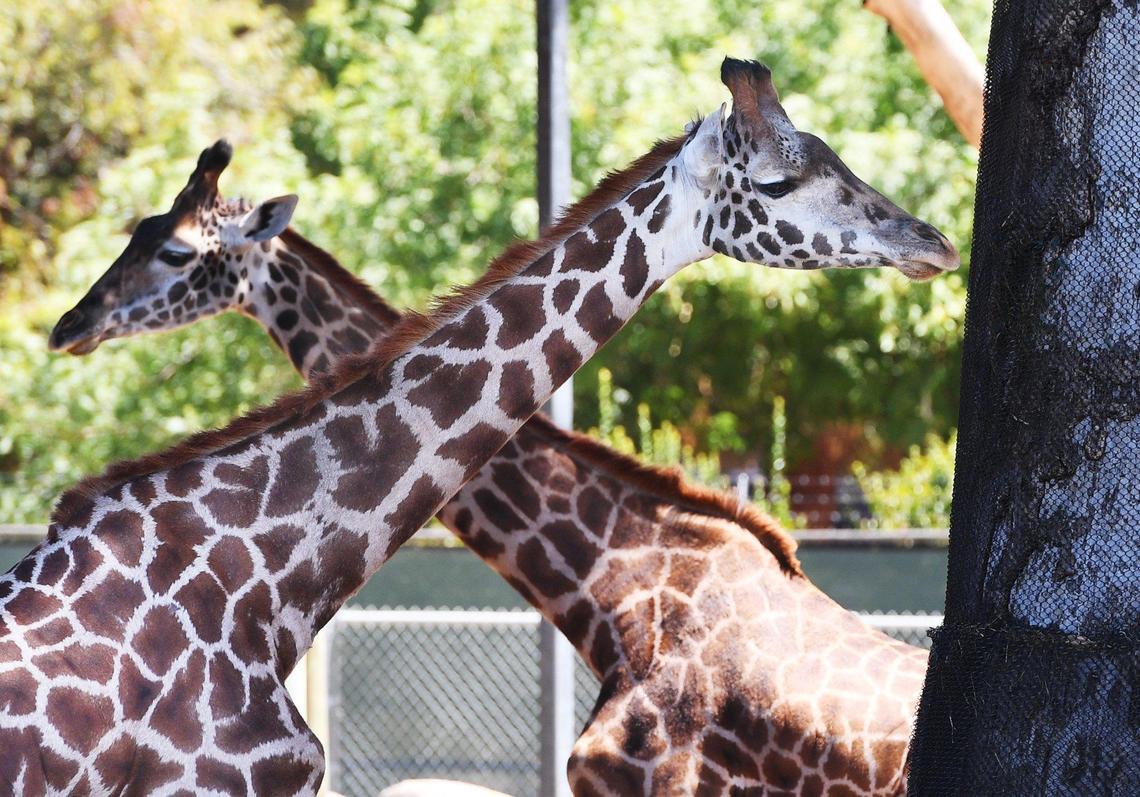 The Fresno Chaffee Zoo has recently received Kiden, foreground, a 3-year-old female Masai giraffe standing about 10 feet tall, from Oregon Zoo, shown introduced to one of the savanna environments Monday, August 2, 2021 in Fresno.