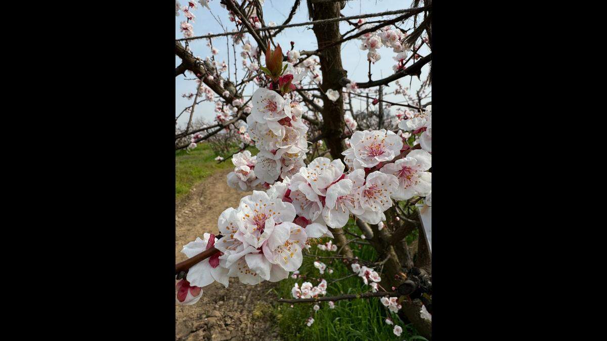 Apricot blossoms on the Masumoto Family Farm in Del Rey