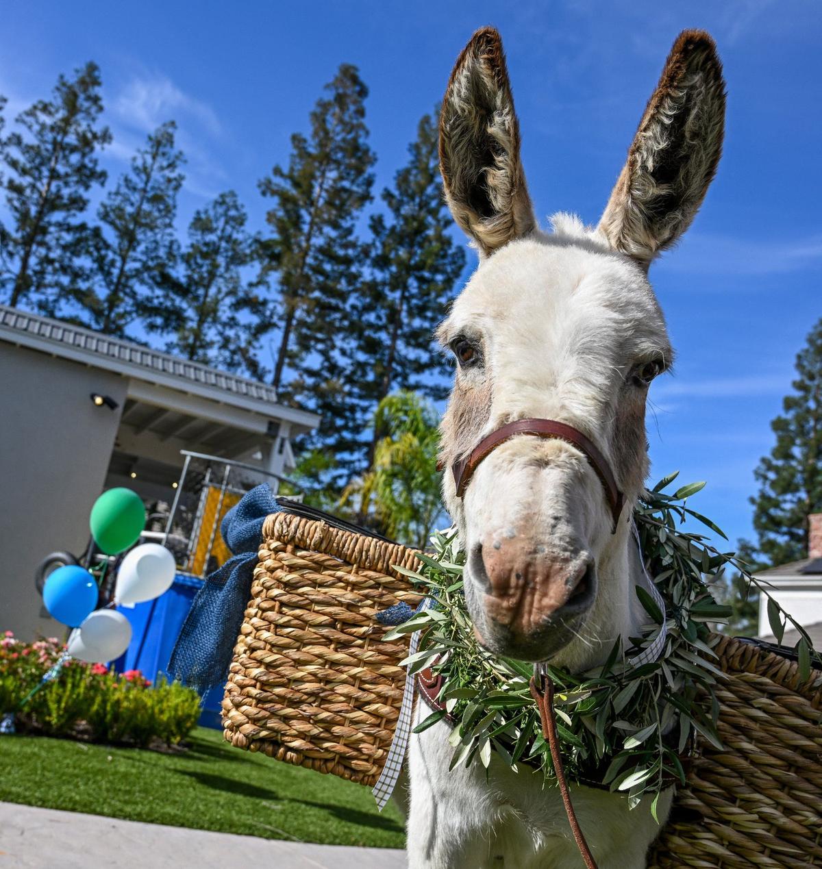Fiona, one of the stars of Drinky Donks, gets ready to serve up cold drinks to party-goers at a graduation party in Fresno on Friday, May 24, 2024.
