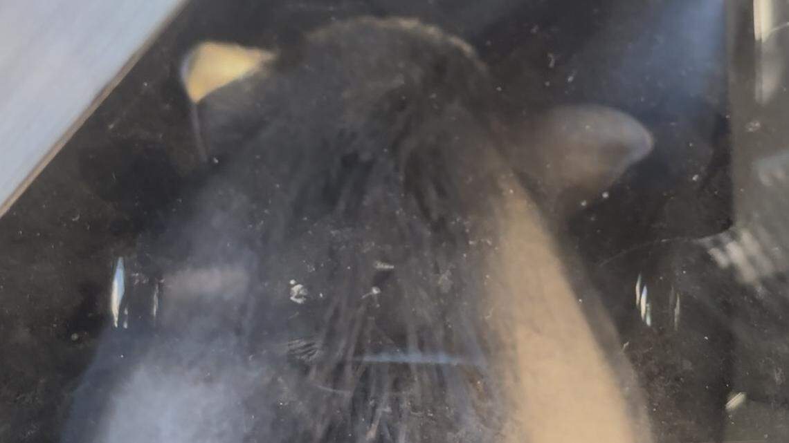 Hog wild in Fresno: Officer rounds up runaway pig in Tower District on Sunday