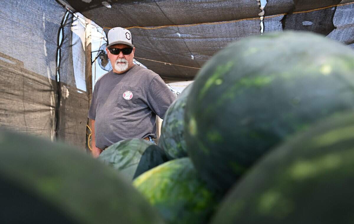 Robert Allen of Allen Farms, which provides fruit for Dicky Don Watermelons, talks about the nine varieties offered this season on Monday, June 15, 2026 near Sanger.