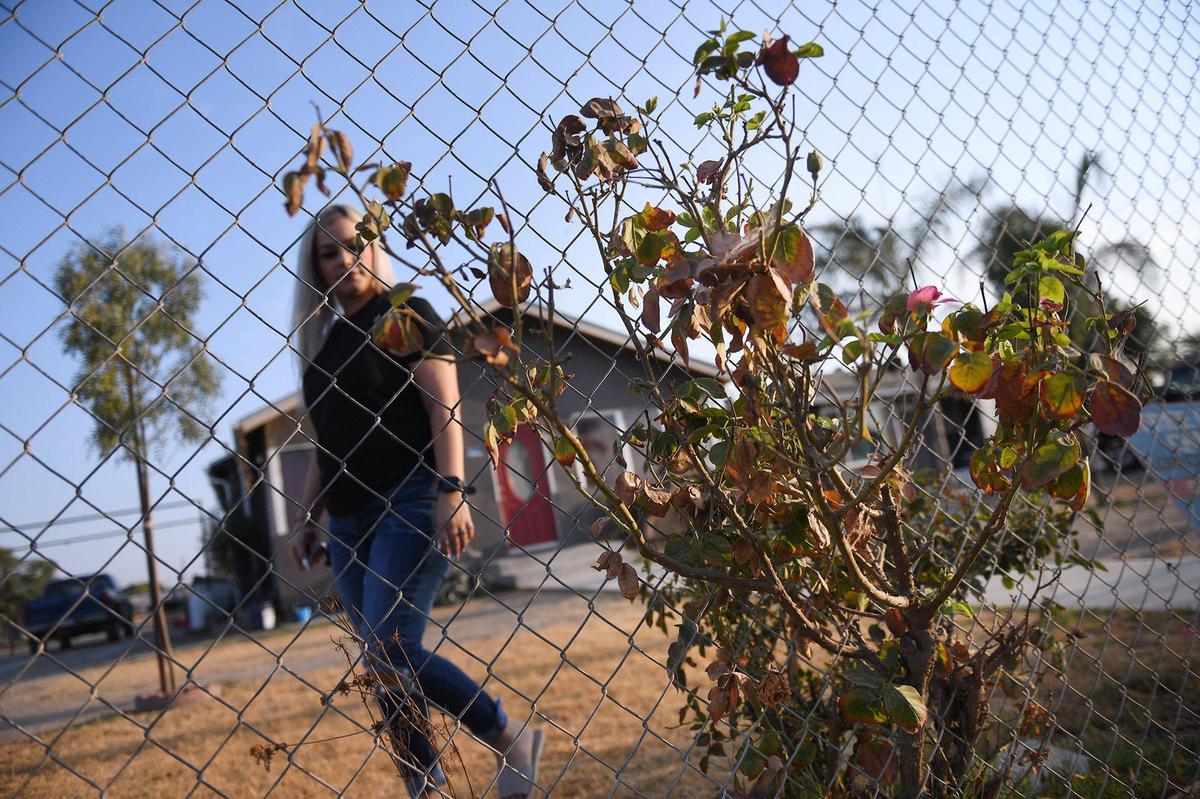Mayra Marquez walks past dead rose bushes in her mother Maria Marquez’ front yard Friday, Aug. 13, 2021 in Tulare County’s Okieville. Mayra said they didn’t feel it made sense to use scarce water on the front lawn and bushes. Both have died out in the drought.