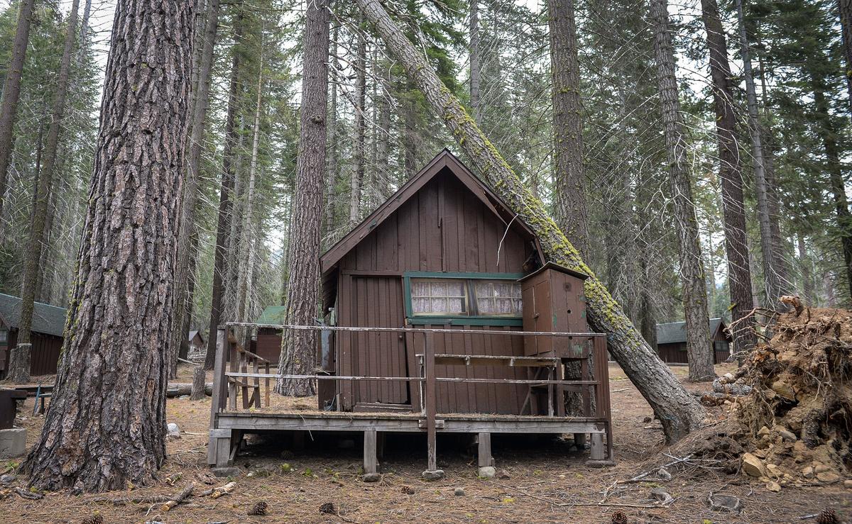 A dead tree leans against a cabit at Camp Fresno on Monday, May 6, 2019. Former concessionaires Jarrod and Jennifer Deaver removed many marked trees on their own in 2017 to get the camp operational. Instead of receiving money back from the city of Fresno for their work, they got a bill.