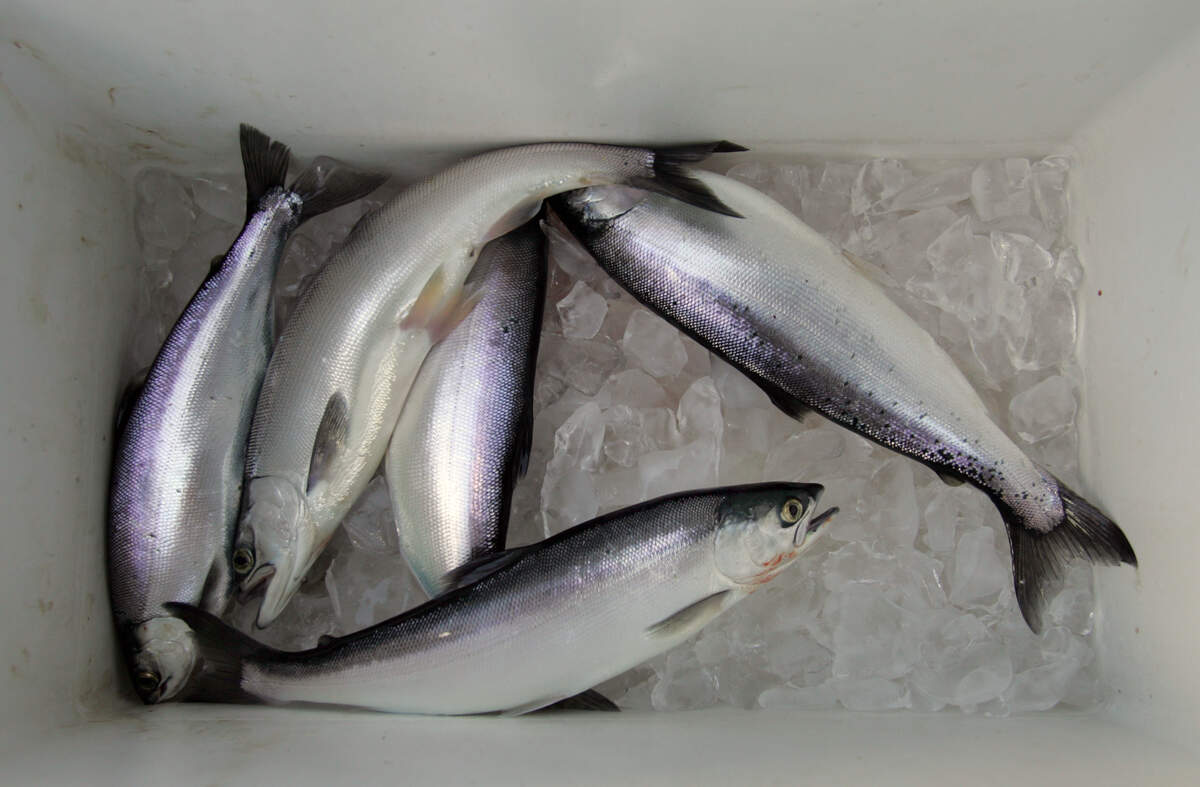 Kokanee salmon sits in Jack Yandell’s cooler at Shaver Lake in 2007.
