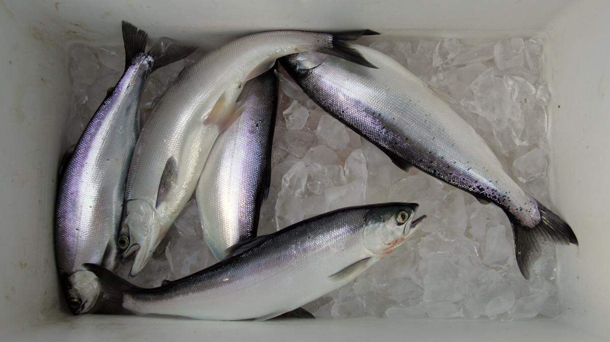Kokanee salmon sits in Jack Yandell’s cooler at Shaver Lake in 2007.