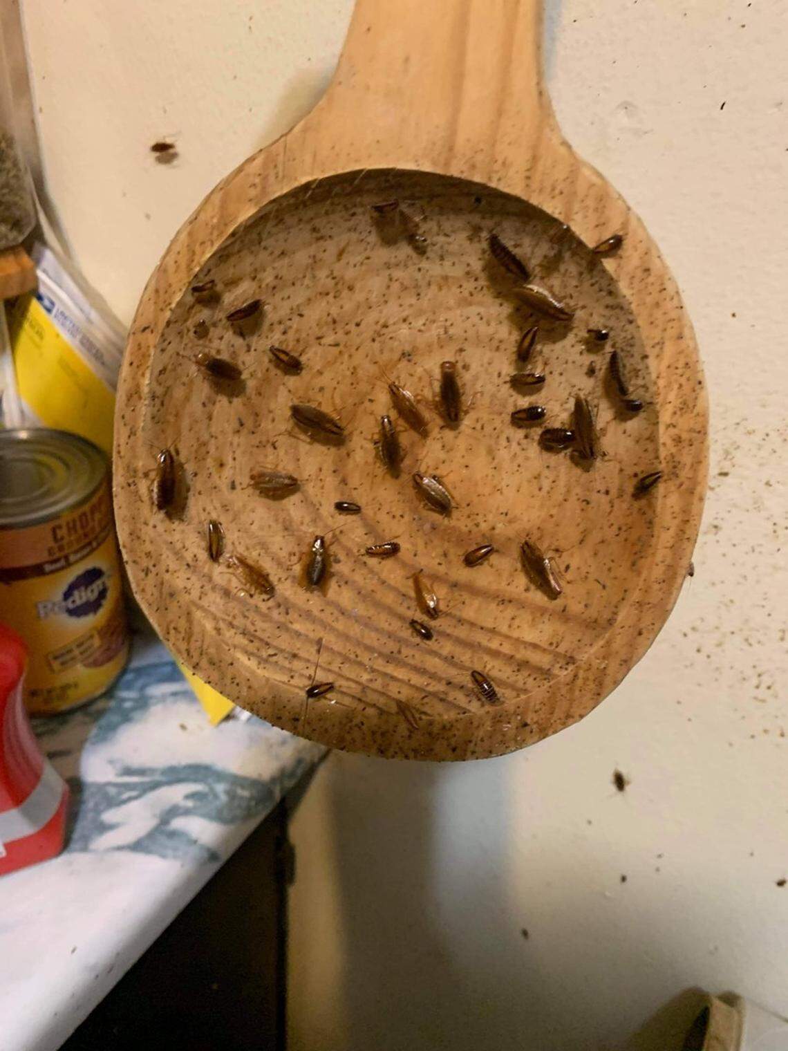 The roaches, big, and small, have become a norm for the residents.