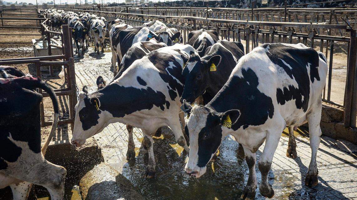 Cows and heifers move along a chute at a Hanford dairy in 2019.