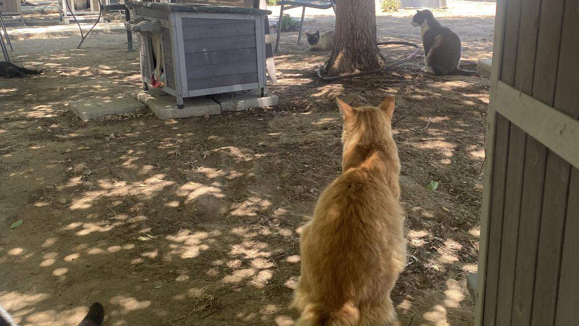 Outdoor catio buildt for cats who thrive better in outdoor settings at the Valley Animal Center. MARYANNE CASAS-PEREZ mcasasperez@fresnobee.com
