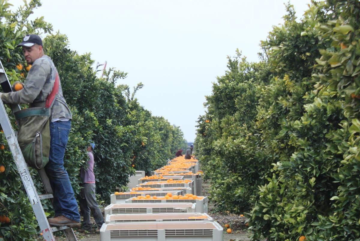 Workers pick oranges at an orchard in California’s central San Joaquin Valley.