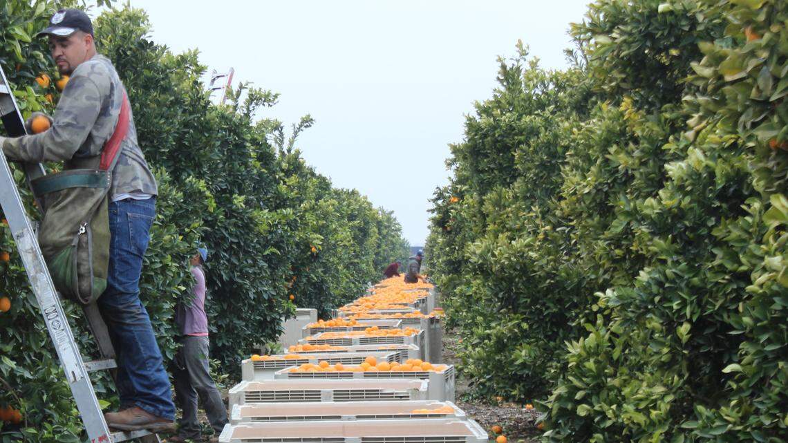 Workers pick oranges at an orchard in California’s central San Joaquin Valley.