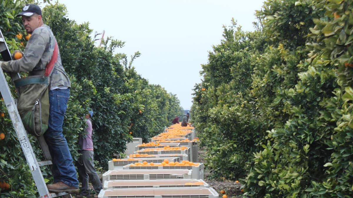Workers pick oranges at an orchard in California’s central San Joaquin Valley.