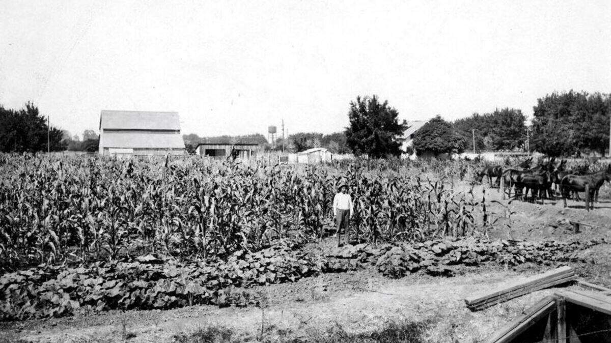 James Ragsdale with his horses in the corn field, circa 1921. This is how Ragsdale neighborhood looked like before subdivision. The water tower on M Street is seen in the background, and Bear Creek is on the right.