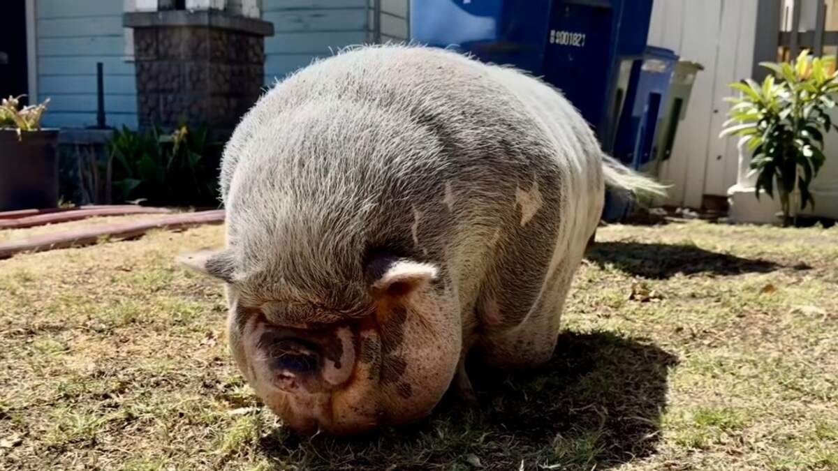 A neighbor saved “Big Mama” the pet pig in Fresno, California on Thursday, July 2, 2026.