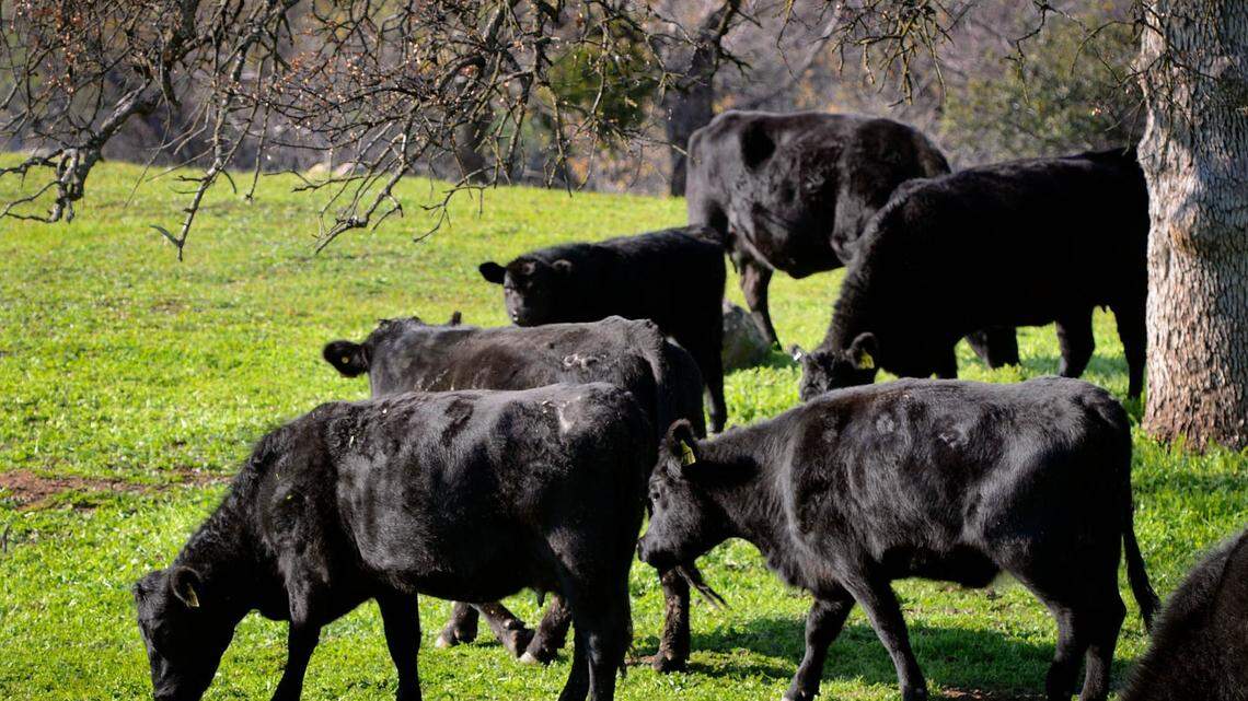Cattle graze on new grass in a pasture off Highway 168 in the foothills near Academy. This photo was taken in December 2014, which had enjoyed plentiful rains.
