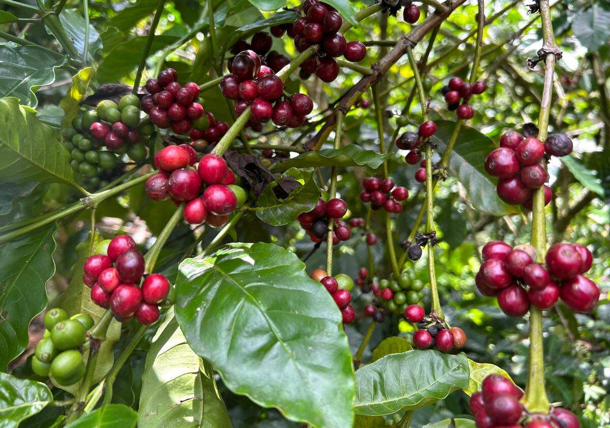 Fotografía de una planta de Café tomada este martes, en la ciudad de Tapachula en Chiapas.