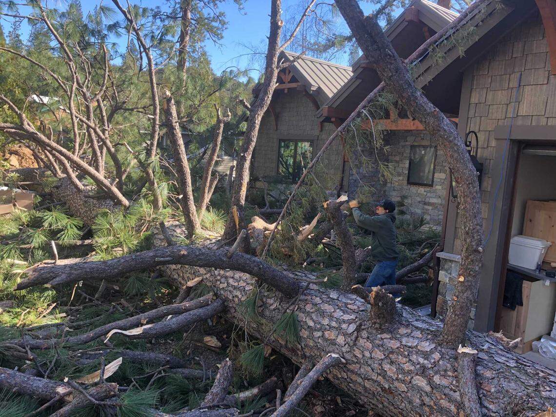 A 100-plus foot Ponderosa was down this week in front of homes in Bass Lake. Residents say more than 40 homes were damaged when trees toppled during a major Mono wind event.