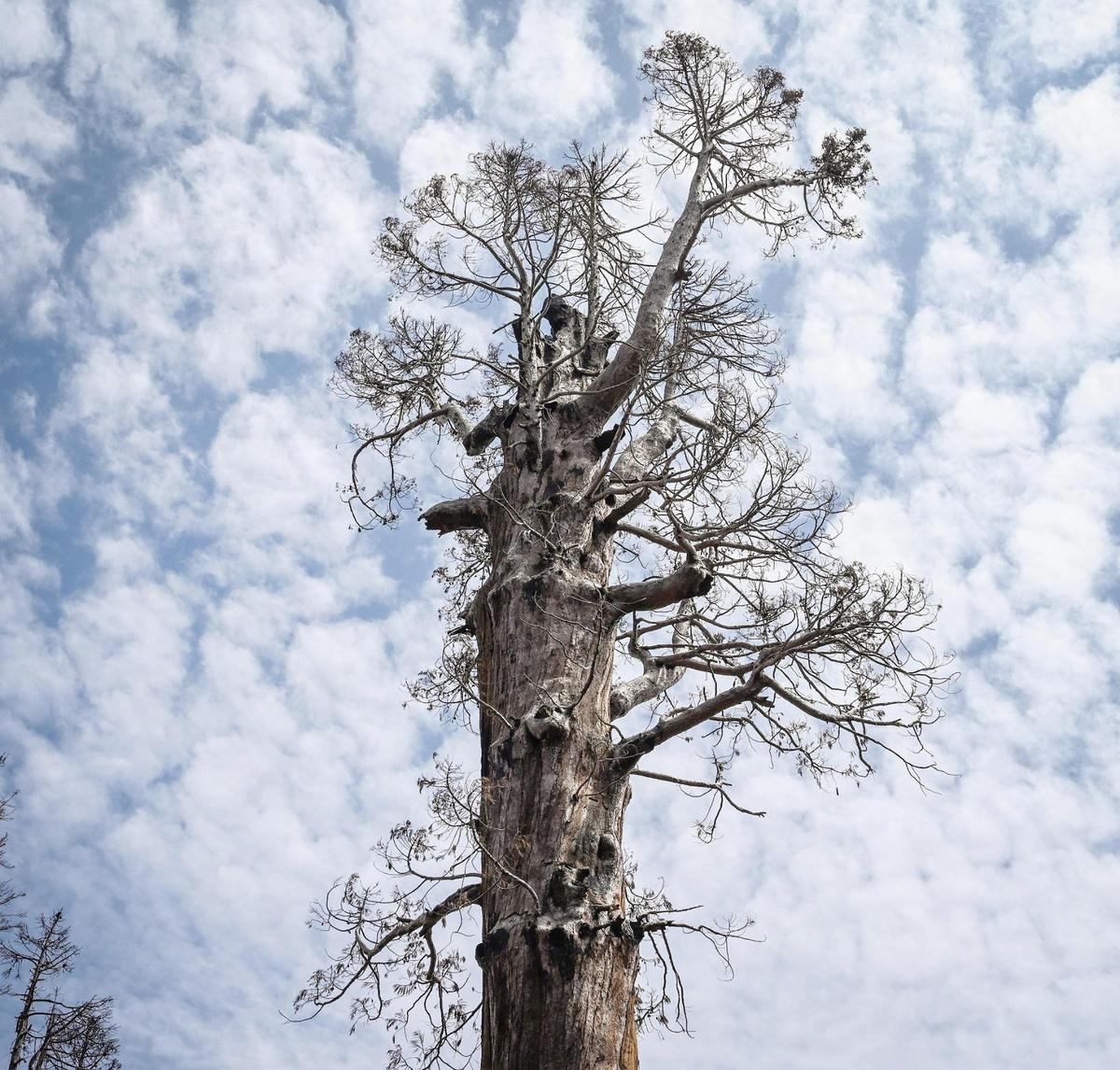 The crown of a 2,000-plus-year-old giant sequoia tree shows that flames from the 2020 Castle Fire burned throughout the tree, killing it, at the top of a ridge in the Mountain Home Demonstration State Forest, on Tuesday, April 26, 2022.