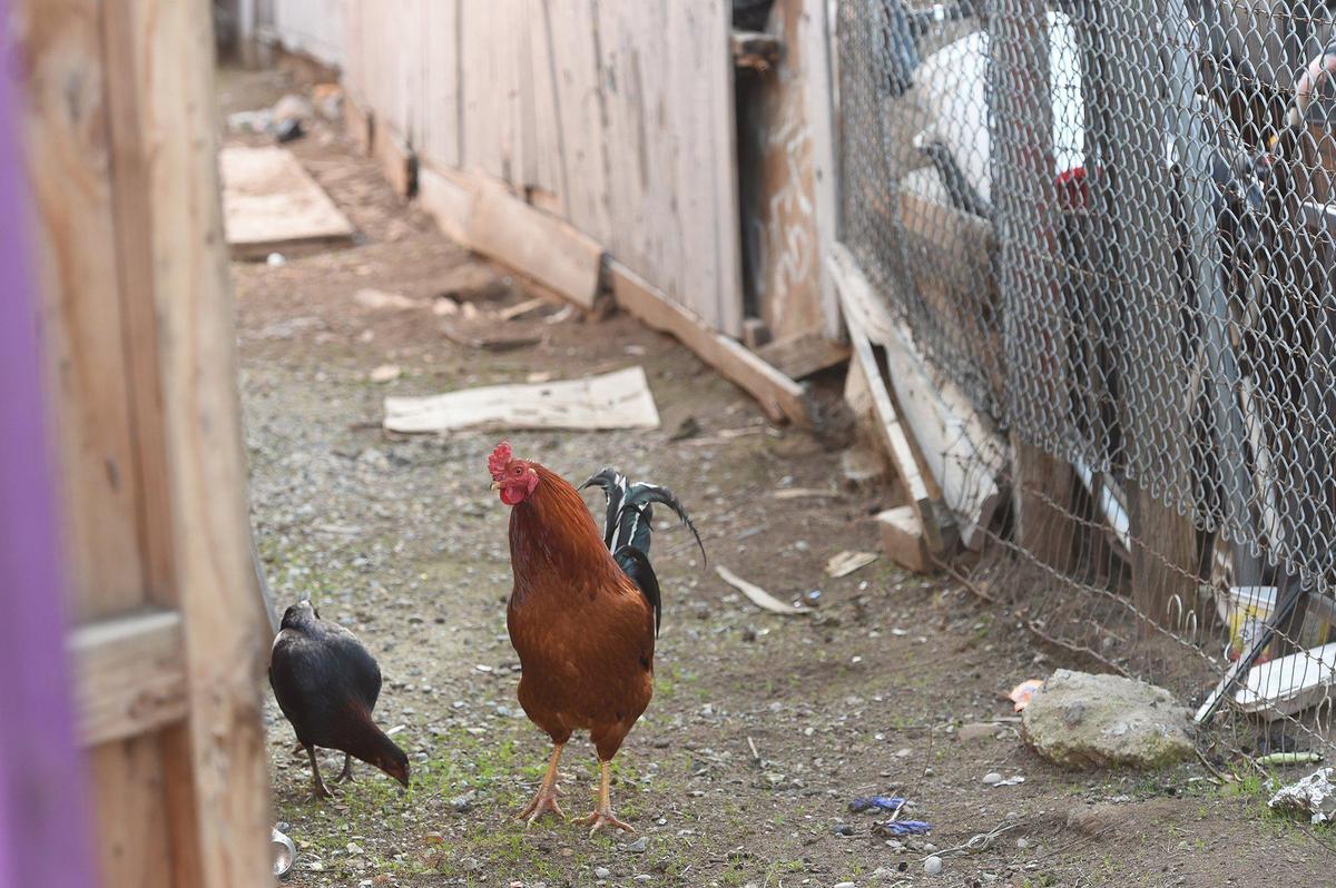 Chickens look for feed on a brownfield lot in southwest Fresno, Feb. 4, 2021. The lot was the site of a gas station decades ago. The area is dotted with brownfields- EPA designated land, previously commercially used, where the presence of contaminates is known, which hinders future development without costly abatement.