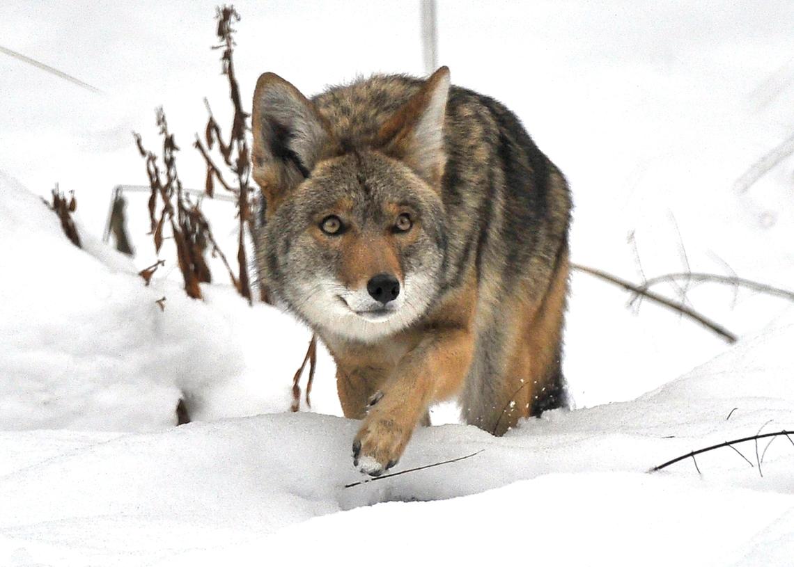 In a full winter coat, a coyote hunts for mice and birds in a snowy Yosemite Valley meadow, Tuesday, Dec. 4, 2018.