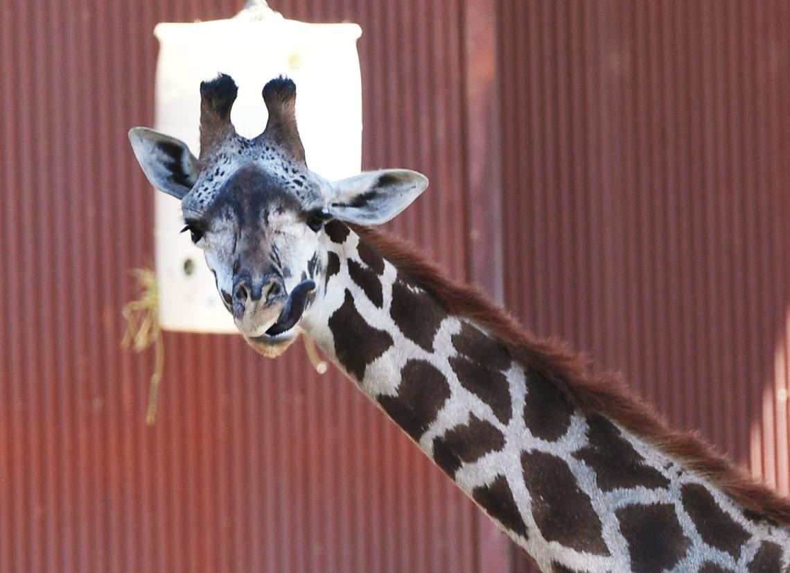 The Fresno Chaffee Zoo has recently received Kiden, a 3-year old female Masai giraffe standing about 10 feet tall, from Oregon Zoo. She is shown feeding at one of the savanna environments Monday, August 2, 2021 in Fresno.