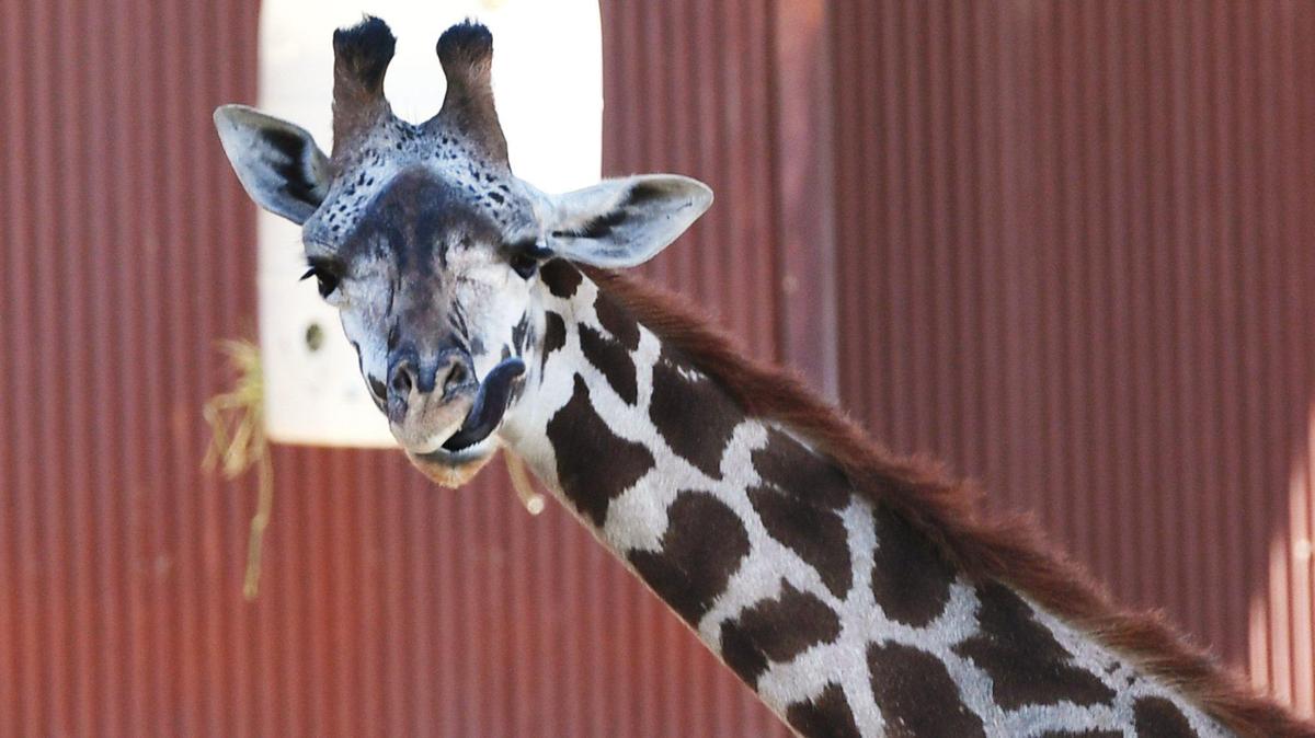 The Fresno Chaffee Zoo has recently received Kiden, a 3-year old female Masai giraffe standing about 10 feet tall, from Oregon Zoo. She is shown feeding at one of the savanna environments Monday, August 2, 2021 in Fresno.
