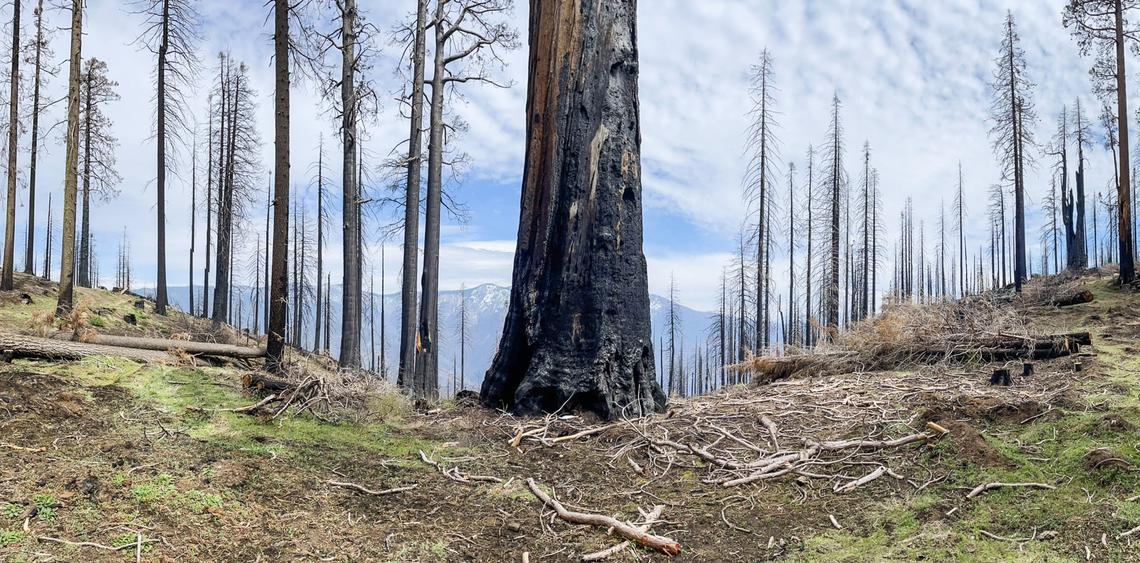 The top of a ridge in the Mountain Home Demonstration State Forest shows where the 2020 Castle Fire burned to the top, killing many trees including old growth giant sequoias, on Tuesday, April 26, 2022.