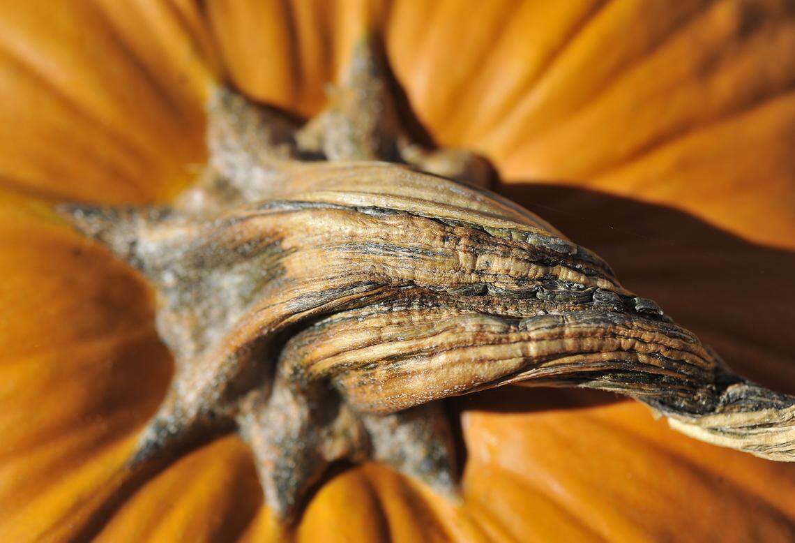The gnarled, colorful stem of a pumpkin is seen at the Simonian Farms pumpkin patch in Fresno in 2014.