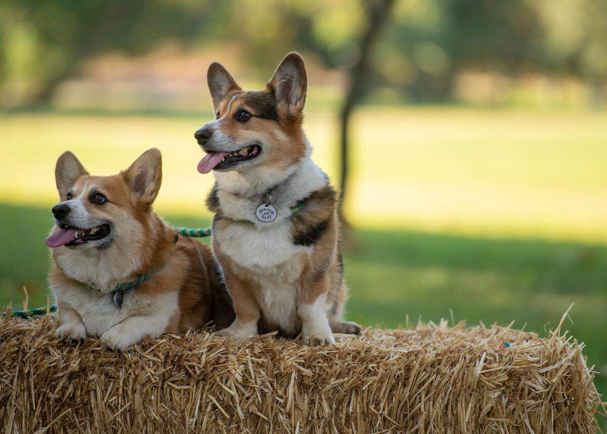 Popular dog breeds in California include corgis, according to the American Kennel Club. 