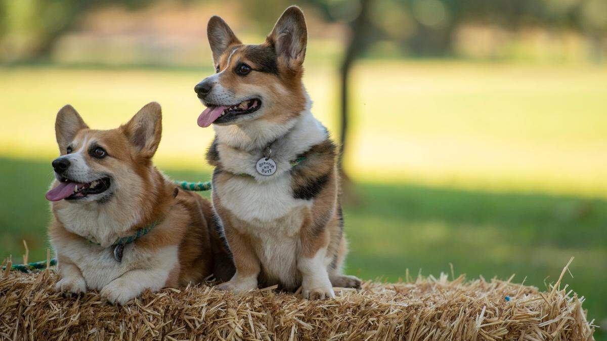 Instagram famous, Ralph and George the Corgis sit while the judges look at the submissions for the costume contest at Howlin’ on the Parkway at the William B. Pond recreation Area in Carmichael, Saturday, October 20, 2018.